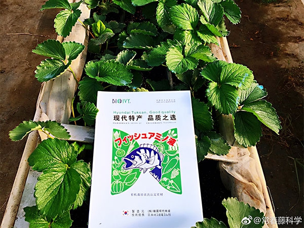 2019年2月15日：我社产品在草莓上广泛推广